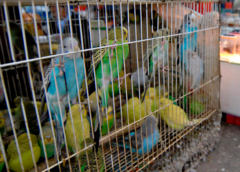 Autoridades deberán informar avances para erradicar venta de animales vivos en Mercado Sonora