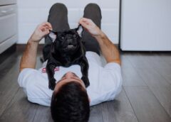 Hasta 281 mil pesos de multa y cárcel: la propuesta para frenar la muerte de perros y gatos en CDMX