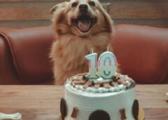 ¿Dónde comprar pasteles para perros y gatos en CDMX? Las opciones más ricas y seguras