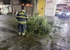 Árboles colapsan por lluvias en 16 alcaldías de CDMX; activan respuesta de Protección Civil