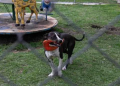 Activistas y rescatistas recibirán la Medalla al Mérito en Defensa de los Animales en CDMX