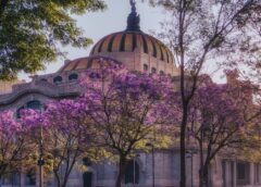 Floración adelantada de jacarandas alerta a expertos: CDMX resiente efectos del calentamiento